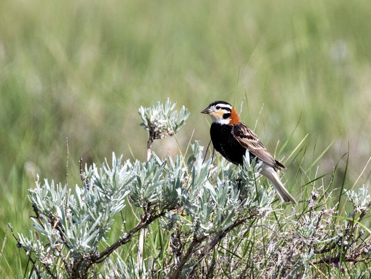 CornellLab eBird