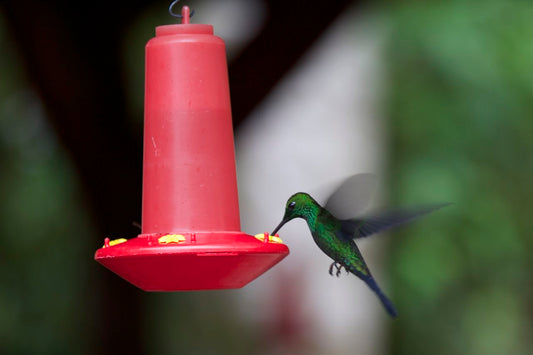 Montana’s Hummingbirds