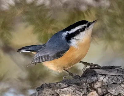 Montana Audubon