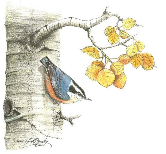 Backyard Birding in Montana