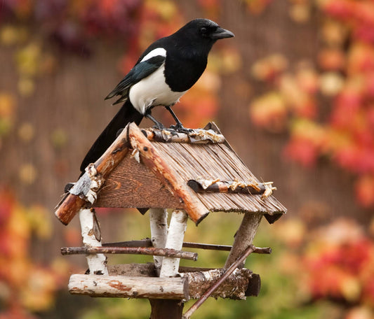 DIY: Pumpkin Feeder for Birds