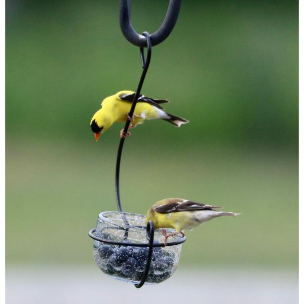 Clear Glass Hanging Treat and Mealworm Feeder