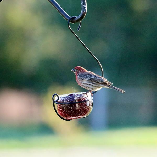 Clear Glass Hanging Treat and Mealworm Feeder