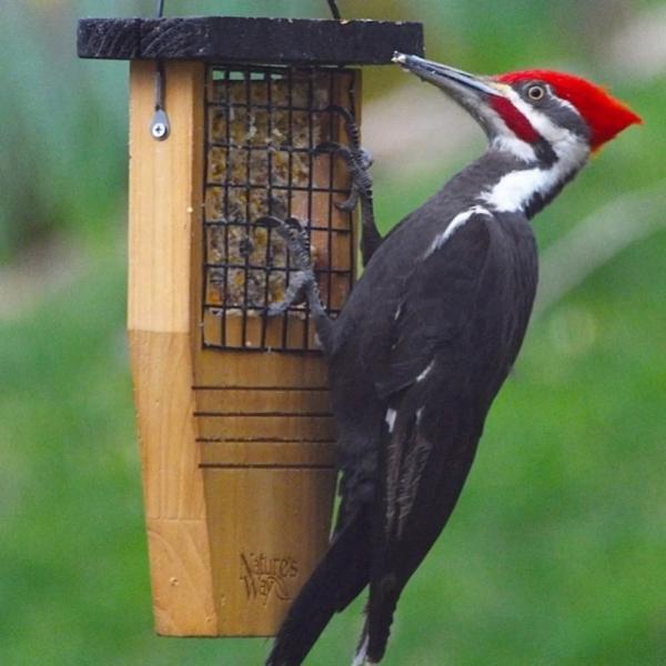 Cedar Suet Tail Prop Feeder