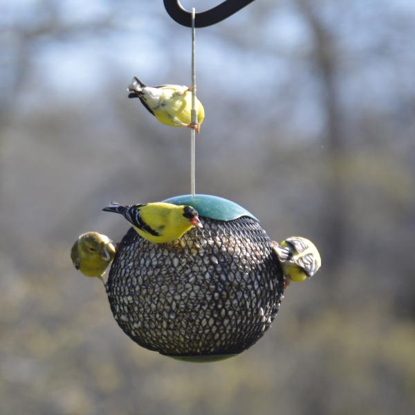 Green Seed Sphere