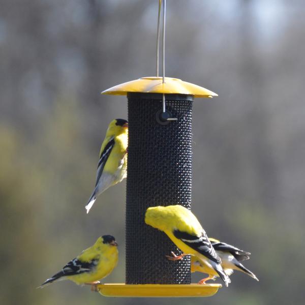 Petite Yellow Thistle Feeder