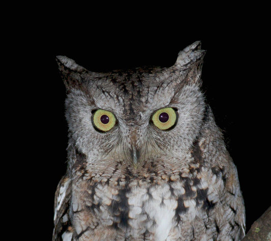 CITIZEN SCIENCE UPDATES WITH BOAZ “BO” CREES