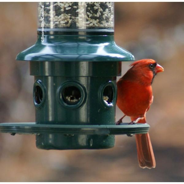 Squirrel Buster Plus Feeder