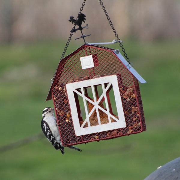 Mesh Barn Seed and Suet Feeder