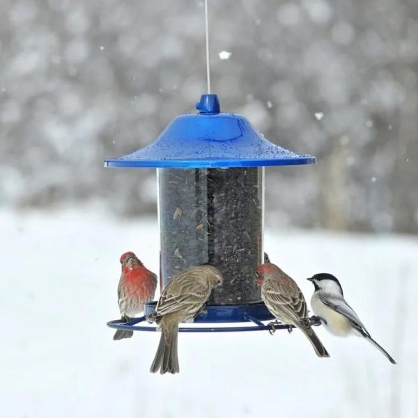 Blue Sparkle Panorama Feeder