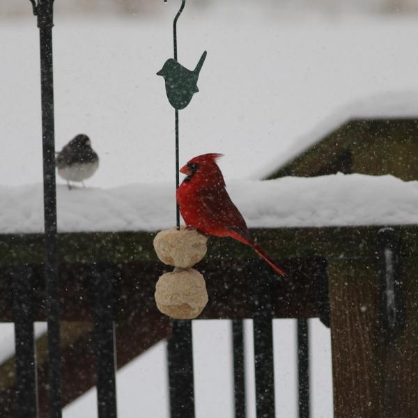 Songbird Feeder Sticks