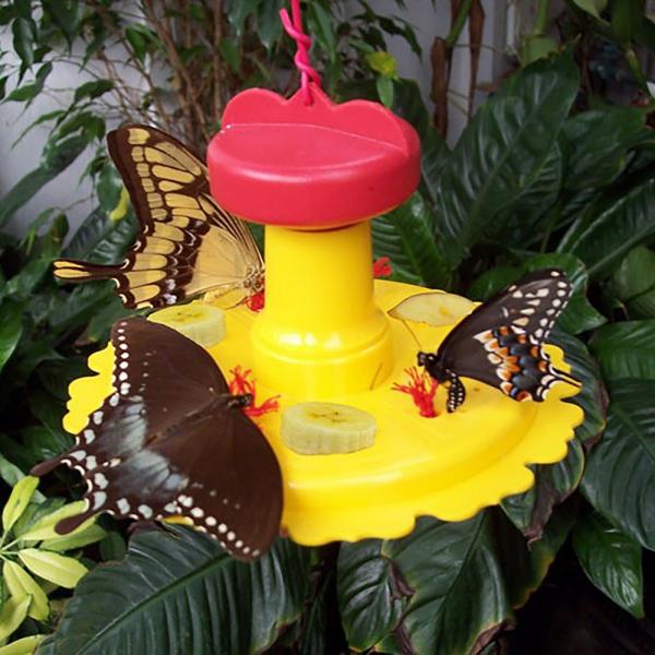 Butterfly Feeder