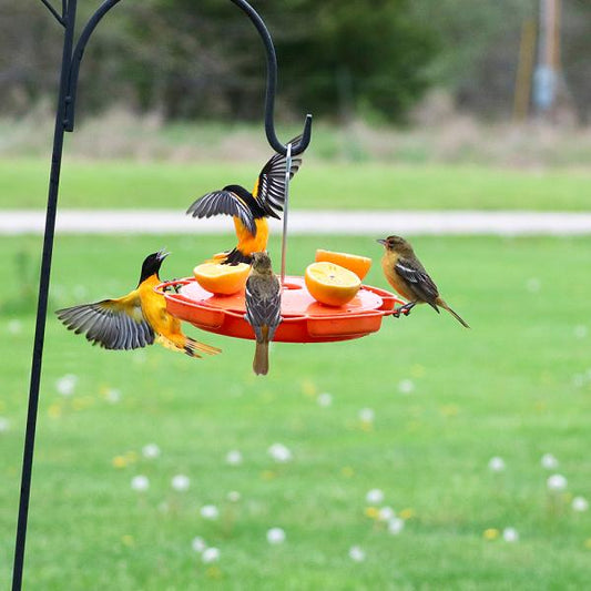 Ultimate Oriole Feeder