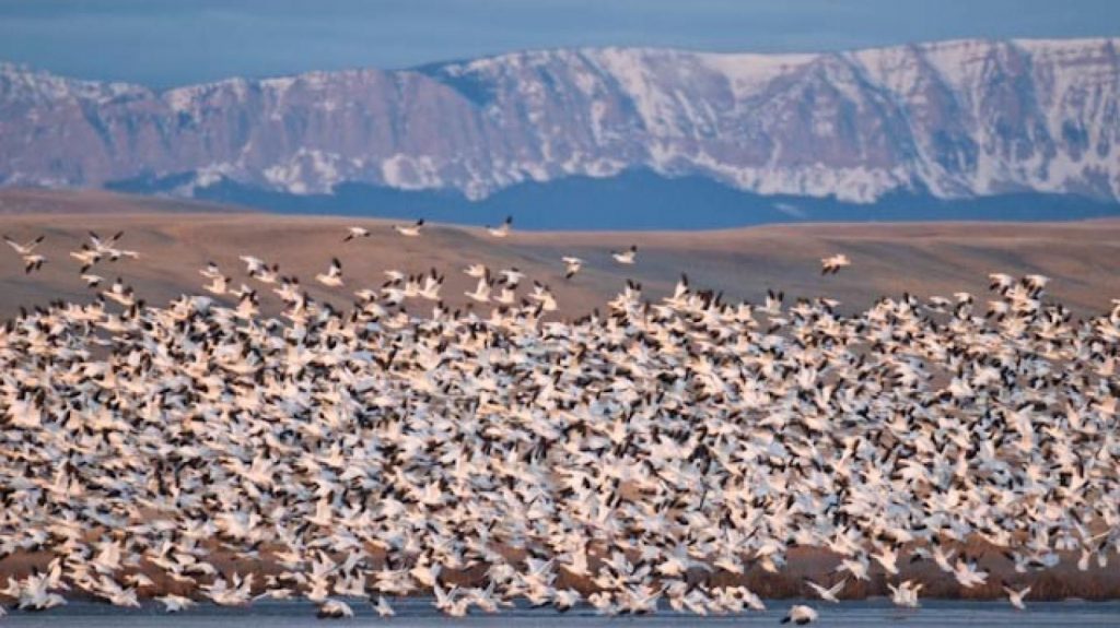 Snow Geese return to Freezeout Lake Birds & Beasleys