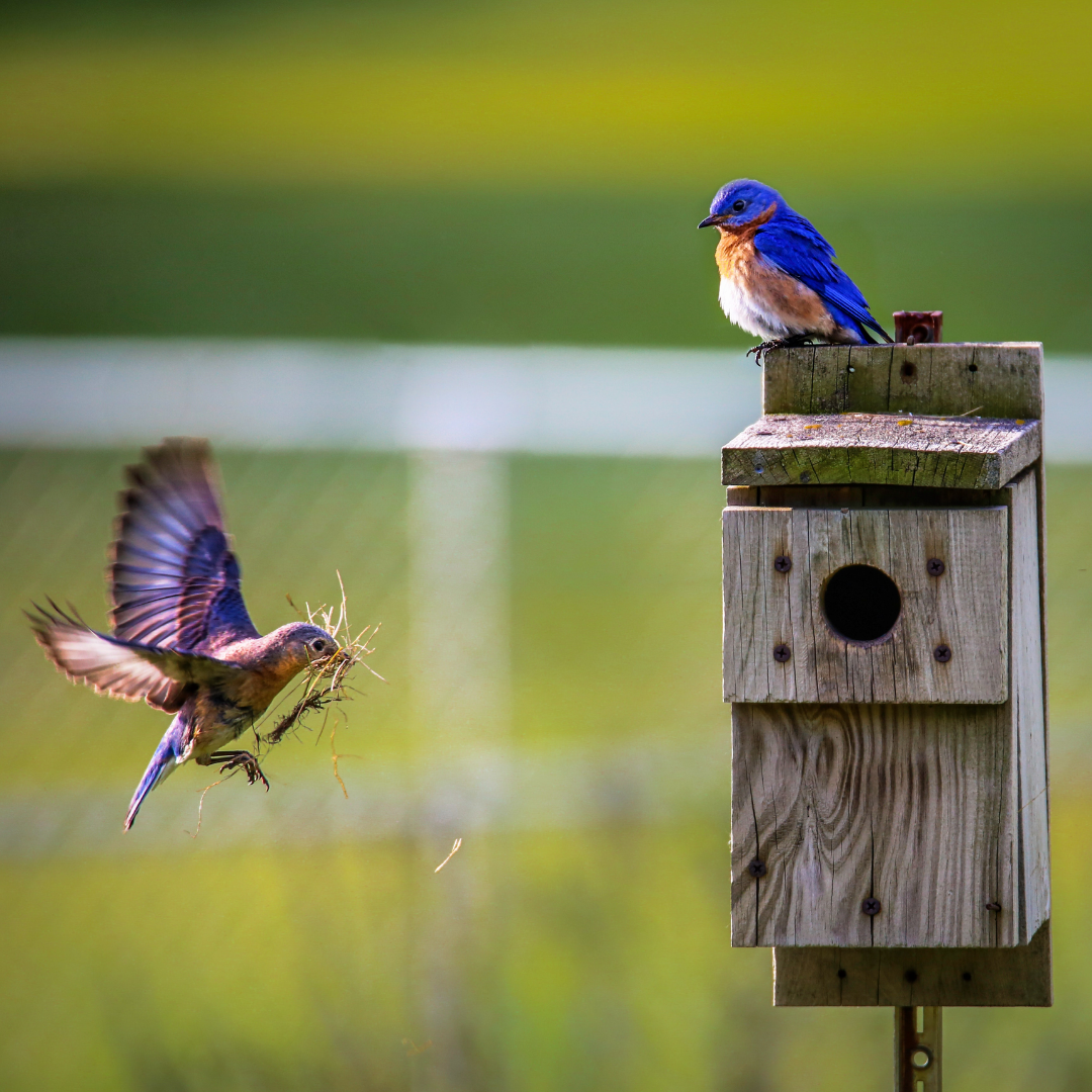 Live Bird Cams - Birds & Beasleys News & Updates