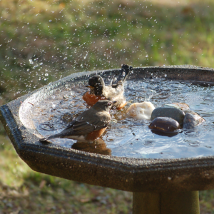 Be Sure to Keep Bird Baths and Feeders Clean!