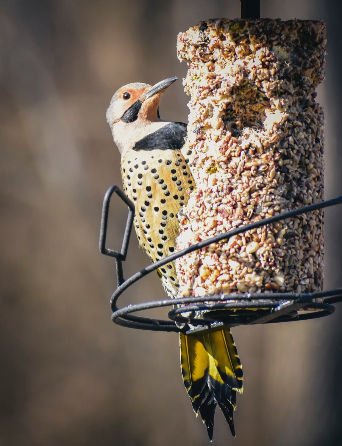 Is It Safe To Feed Birds Moldy Bread