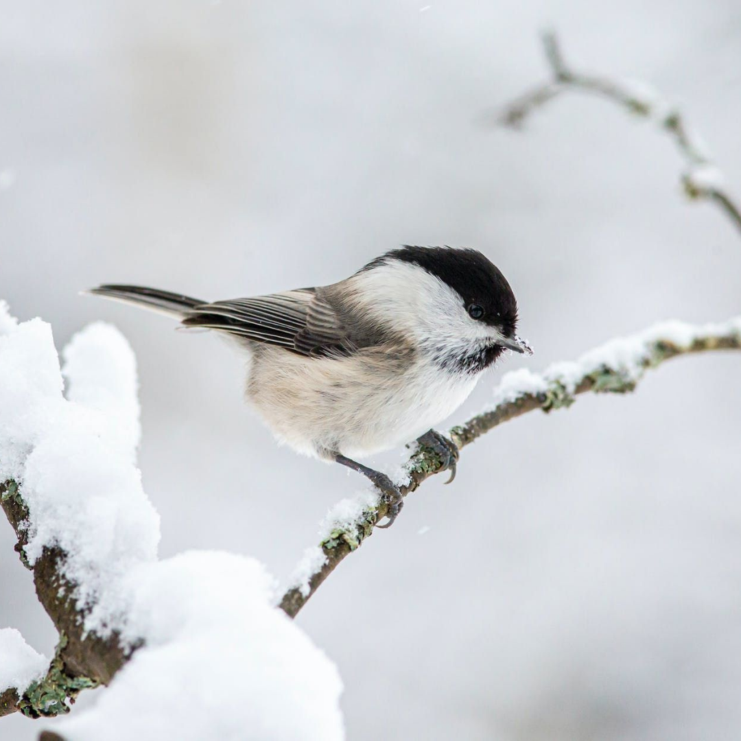 Dallas Christmas Bird Count 2022 Dates Christmas Bird Count - Birds & Beasleys - News & Updates