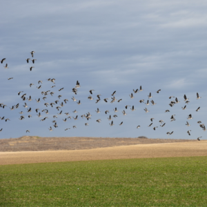 Migratory Bird Day Festival