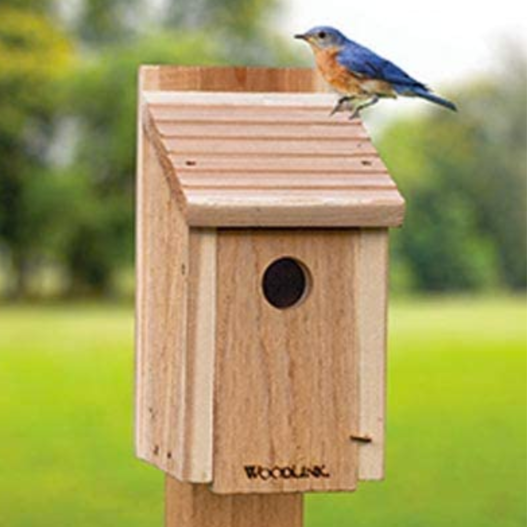 diy-bluebird-house-kit-birds-beasleys