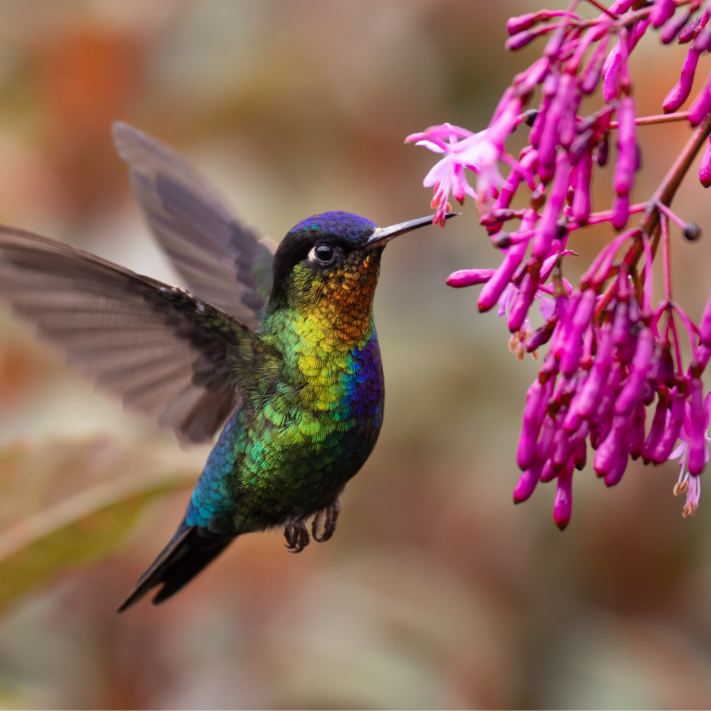 Which Plants Attract Hummingbirds? - Birds & Beasleys