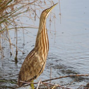 American Bittern in marsh