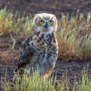  Juvenile Great Horned Owl