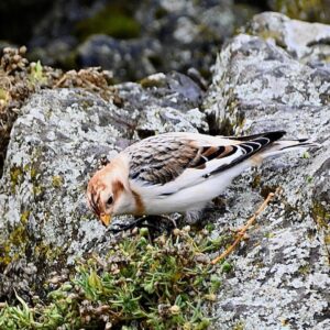 BirdCast Migration Dashboard: snow bunting pictured