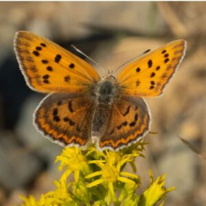 A Study of Butterflies of Priest Pass by Ruddy Copper by Curt Serviss
